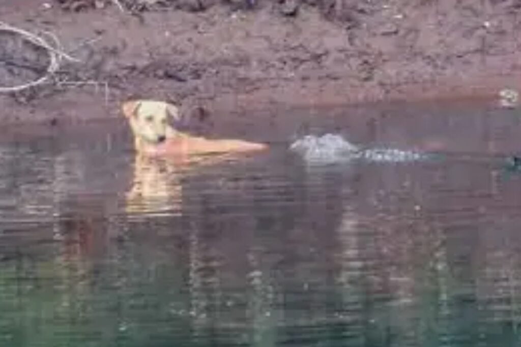 crocodilos escoltam cão